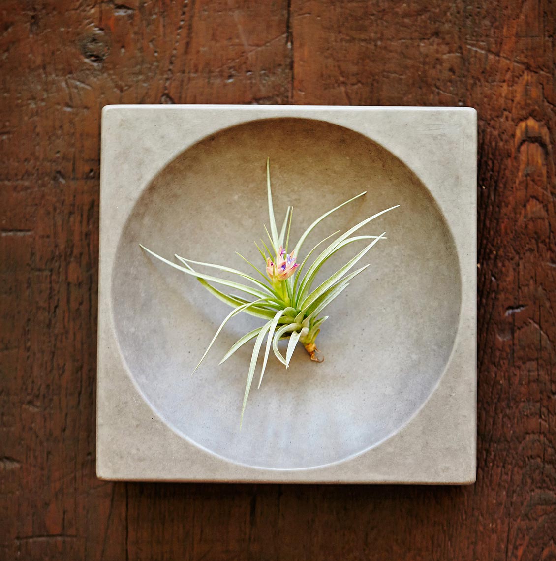 Product Photography Still Life Succulent Dish Daylight Studio Target Stores Chicago